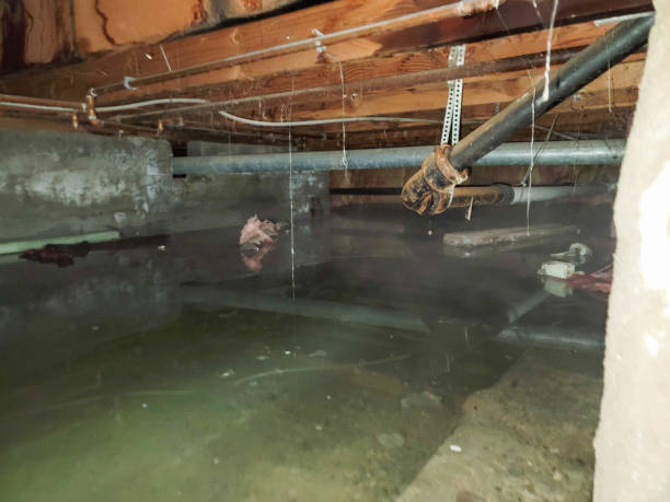 Best Mold removal after water damage  in Lake Carmel, NY