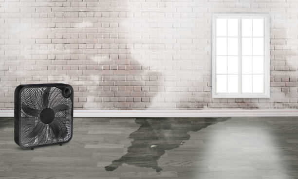 Best Carpet water damage restoration  in Lake Carmel, NY